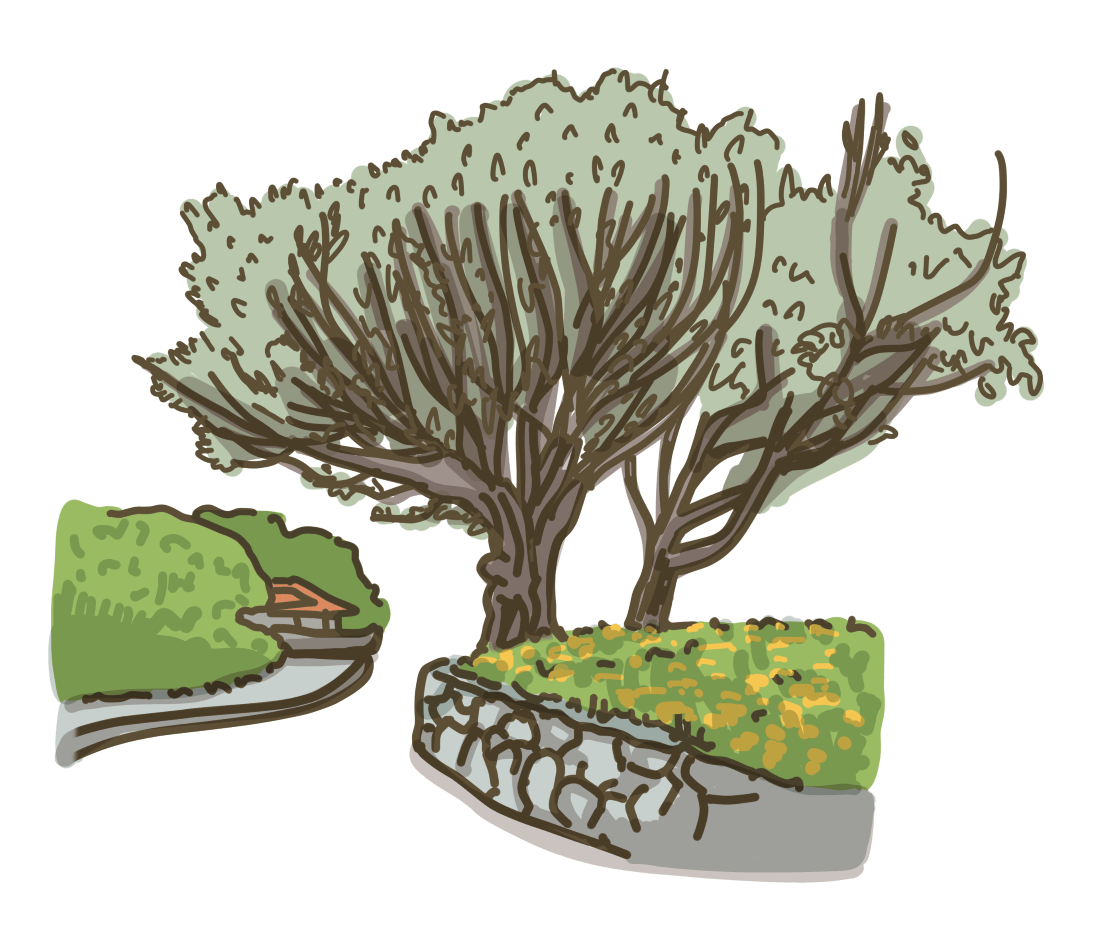 スンマシャーの木